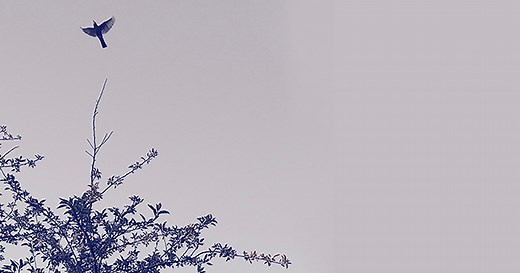 The Truelove: Poet and Philosopher David Whyte on Reaching Beyond Our Limiting Beliefs About the Love We Deserve