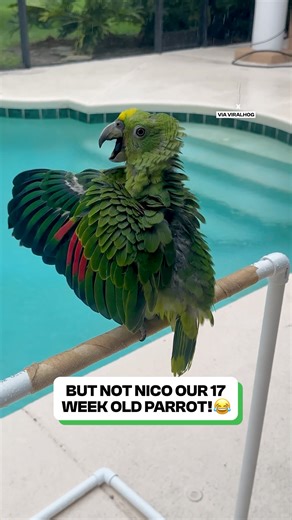 I've never seen a bird so excited before! 😆🦜 | Fluffy Animals