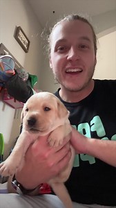 29K views · 2.6K reactions | Life With Labradors on Reels | Facebook