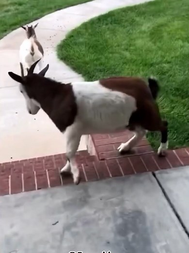 Fainting Goat Videos: Hilarious Farm Life Antics