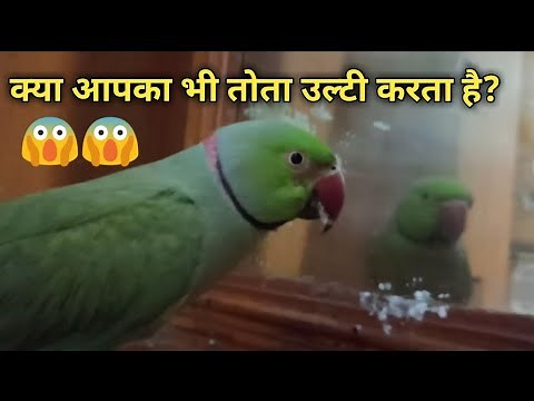 Why Parrots Regurgitate || Difference between regurgitation and vomiting || How to stop it ||