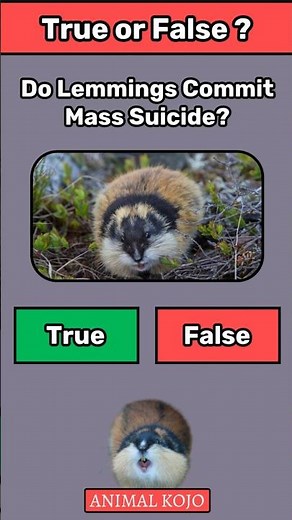 True or False: Do Lemmings Commit Mass Suicide?