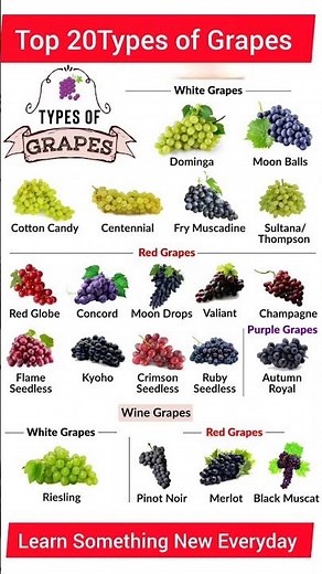 Types of Grapes🍇🍇 / Different types of grapes for eating #grapes #fruits #fruitexporter #fruitname