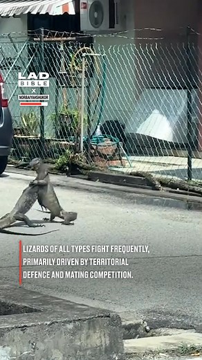 1M views · 2.1K reactions | I thought Godzilla showed up in my town  #fblifestyle #lizard | LADbible | Facebook