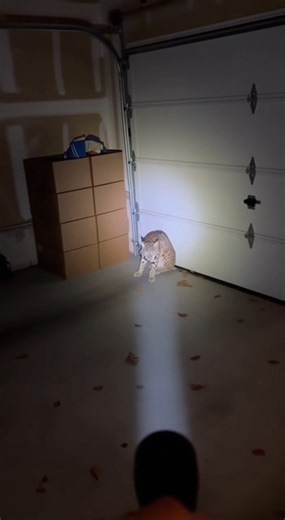 A man filming inside his own garage suddenly spots a wild bobcat hiding near his car. The moment he points his flashlight, the animal hisses and stares right back at him. Luckily, no one was hurt just a shocking wildlife encounter caught on camera! #FloridaNews #WildlifeEncounters #bobcat #usa #aireels #BreakingNews | Florida Man Breaking News