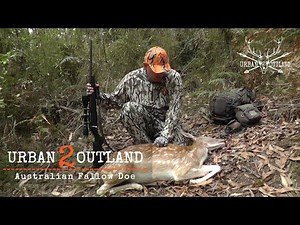 Fallow Deer Hunting during the rut - Scored a nice Doe - Victoria Australia