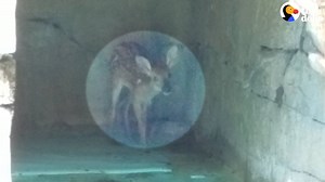 780K views · 809 shares | This baby deer got stuck in a swimming pool and needed a hand getting out — and it happened TWICE. | The Dodo | Facebook