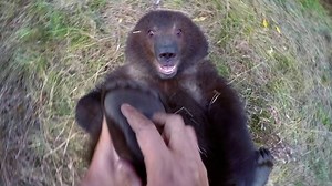 Guy Adopts Abandoned Grizzly Bear Cub and Watching them Play is Heartwarming - TwistedSifter