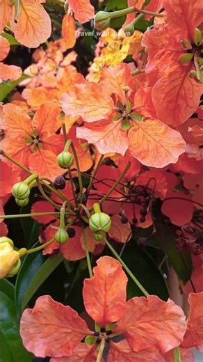 Bahumaniya Flowers | බහුමානියා මල් ‪@Travelwithjuliya98‬ #flower #flowers #kandy
