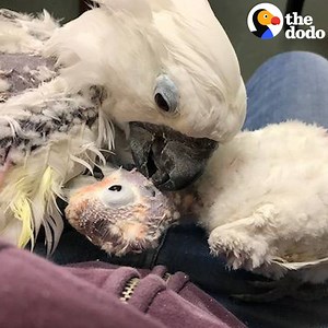 2.8M views · 4.5K reactions | These rescued parrots have the most amazing friendship — even when tragedy struck, they took such good care of each other  (via Dodo Impact) | The Dodo | Facebook