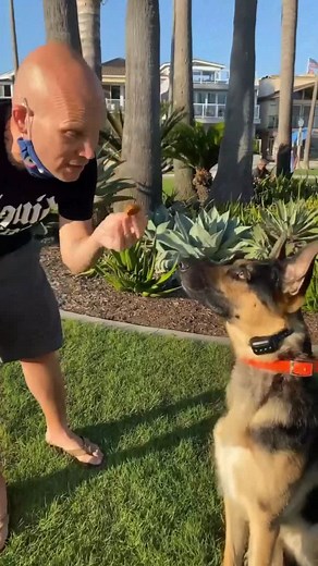 WHOLESOME DOG MAGIC! 😎@wearedogtraining #wholetthedogsout #mansbestfriend #animalmagic #themagiccrasher