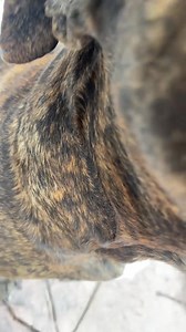 41K views · 1K reactions | 女 or  -壘☠️ The Flemish Giant Rabbit is so huge #flemishgiant #animals #flemishgiantrabbit #animallover #wildlife #foryou #viral #asmr #facts #wild #pet #naturelovers #animalfac #dog #fyp #xuhuong #amazing | Rin Outing | Facebook