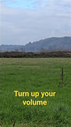 Coyotes Howling Sound #wildlife #nature #canine