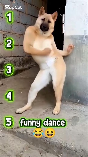 funny dog dance 😆🥸😁#petfail #shorts #trending #funny #dog #pets
