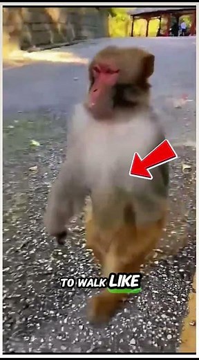 This Monkey Walks Like a Human