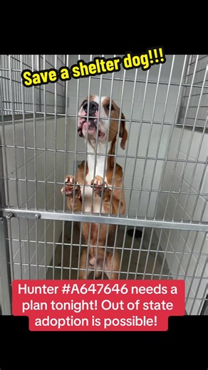 Fill out the app in my bio if you are interested in adopting Hunter! #rescuedogarmy #adoptdontshop #fosteringsaveslives #shelterdog #rescuedog