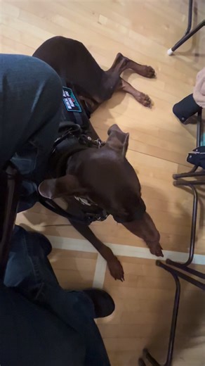 4 comments | Do you know what equipment is mandatory for a service dog? #servicedog #doberman #dogtraining #doglover | Kimberly LaFountaine | Facebook