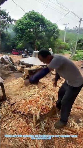 Traditional Camphor Oil Extraction: Ancient Process