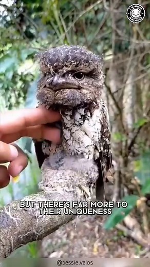 Frogmouth 🦉 When Birds Mimic Trees! #frogmouth #frogmouths #frogmouthbird #bird #birds #birdfreaks #wildlife #owl #owls #exoticbirds | 1 Minute Animals
