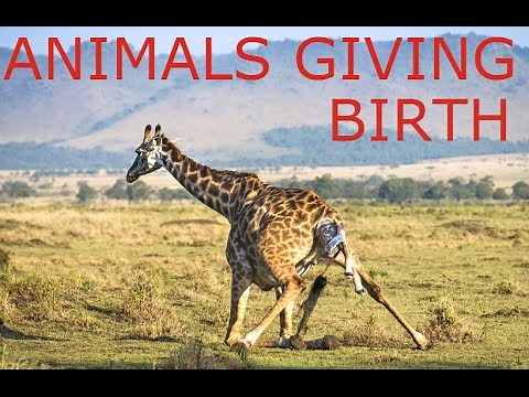 Animals Giving Birth Compilation 2016 - AMAZING VIDEO!