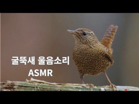 굴뚝새 울음소리 ASMR | Wren sounds ASMR | 숲속에서 울어대는 굴뚝새 울음소리