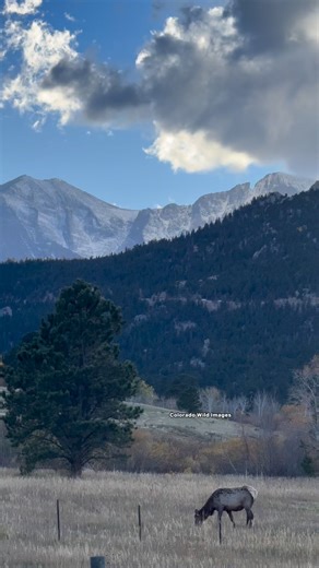 These views never disappoint. 🩵 #coloradowildimages #fbyシvideo #fbreelsfypシ゚ #wildlife #fbyシ #fbreelsfypシ゚ #foryoupagereels #viralreelschallenge #fypシ #ELK #bugle #mountains | Colorado Wild Images