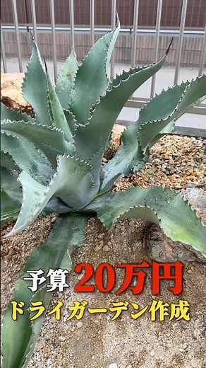 It changes this much with an extra $150? [Full Video Released] #DryGarden #Agave #Landscaping #Ga...