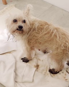 ¿Manchas difíciles? Nuestra mejor fórmula para eliminar manchas. Si es limpieza profunda, es Wipp Express. | TuCasaClub.com