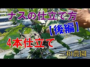 [How to prepare eggplant] Part 2: 4-stalk preparation NO303