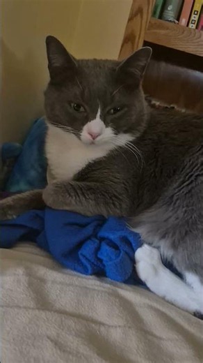 #cat
