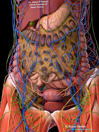 Understanding Abdominal Anatomy with 3D Visualization