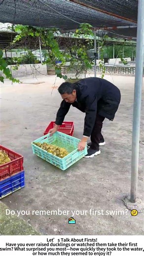 Ducklings’ First Swim – A Splashing Milestone! 🦆💧
