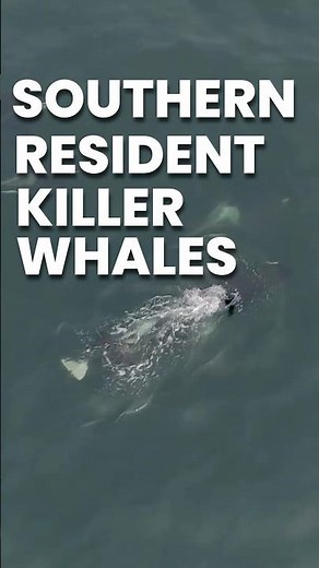 The Incredible Social Structure of Orcas Revealed #shorts