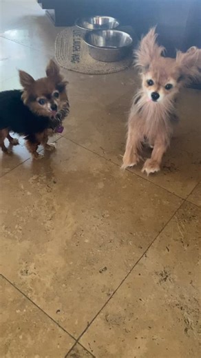 I had a gr8t 2025 and got to travel to places like Amsterdam, Finland and Sicily. I saw fashion shows, live concerts and was carried onto red carpets all over Italy. Many beautiful women held me and told me I was cute and I was even of a few magazine covers. I wonder where we are going and who I’ll meet in 2026? | Devin Devasquez