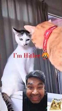 Fight of 🐈 😻 #funny #fighter #cats #cat #meandmybrokenheartlyrics #viral