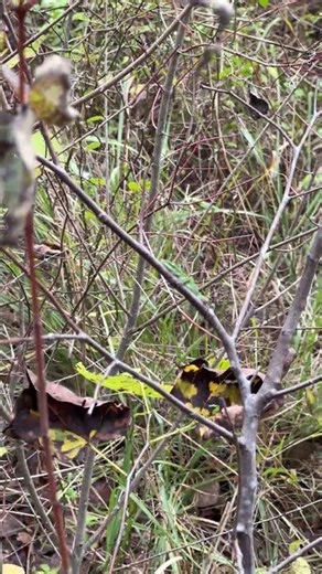 Lizard 🦎 🌳 Texas Trailhead Scenery #Nature #Hiking #Trails #USA #Texas #Wildlife