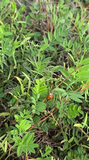 Ladybird: A Vital Ally in Agriculture