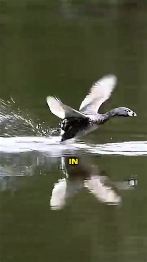 Check out the fastest bird on water! It's a real speedster! 💨 #short #fyp | Amazing Wild Facts