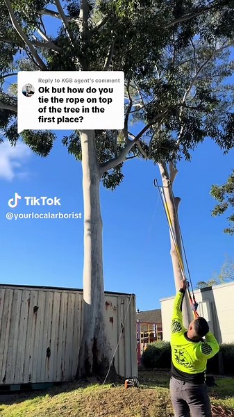 Tree Pruning Techniques Using SRT Gear
