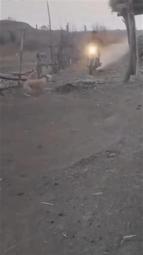 Cats vs. Bicycles: The Ultimate Showdown