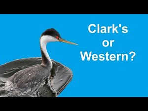 #5: Bird ID in December | Clark’s vs Western Grebe