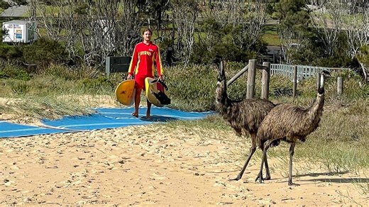 Shipment of emus that swam to mainland New South Wales now thriving at Potato Point