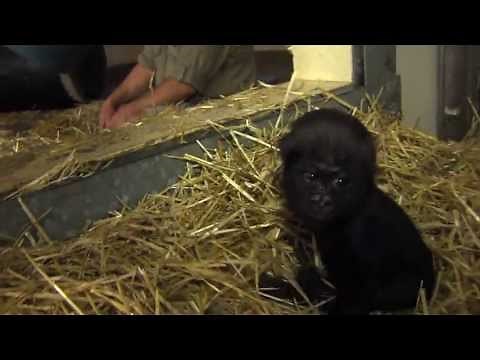 Gorillafication Week 12 Baby Gorilla Gladys - Cincinnati Zoo