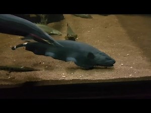 Feeding 18 inch Black Ghost Knifefish