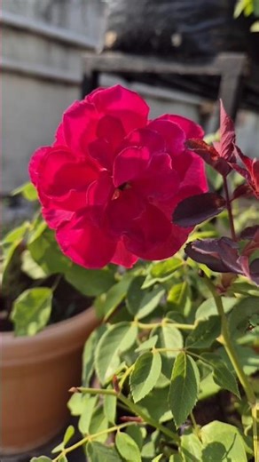 Terrace Garden #gardening #terracegarden #hibiscus #flowers