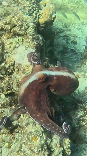 Octopus Flashes a White Signal Down Its Body 🐙⚡🌊