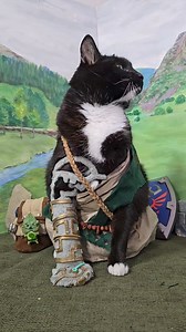 434K views · 13K reactions | Link... you've napped too long... #LegendOfZelda | Cat Cosplay | Facebook