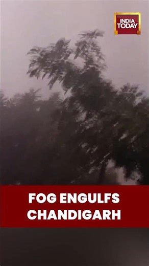 Chandigarh Cold Wave: Thick Fog Blankets City, Temperature Drops to 11°C | #chandigarhweather