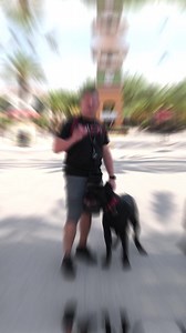 Win Cash by Nailing These Dog Breed Names! #dog #dogs #dogsoftiktok #doglover #dogmom #doggo #fyp | American Standard Dog Training