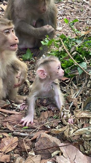 Baby levy Crying Loudly need Nursing #fbyシvideo #monkeysr #capuchinmonkey